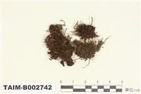 藏品(剪葉蘚屬)的圖片